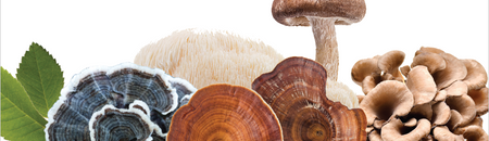 CBD + Mushrooms.