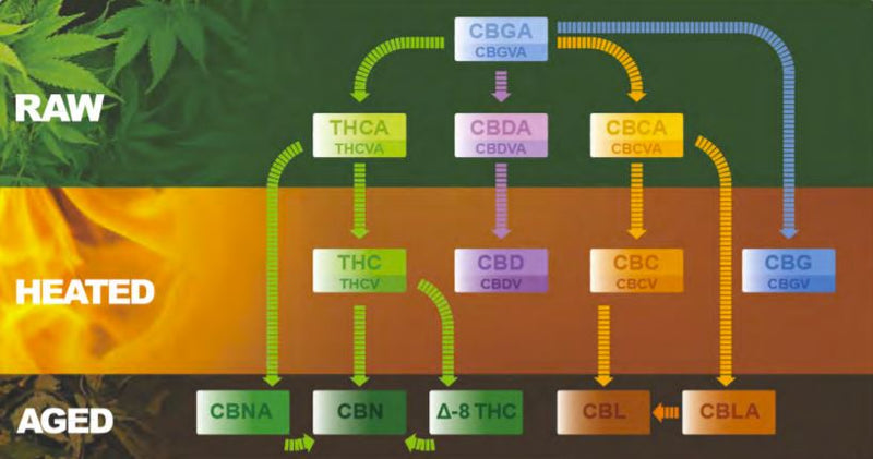 What Are Minor Cannabinoids: CBG, CBN, CBC, Delta-8 THC, Delta-10 THC and THCV.
